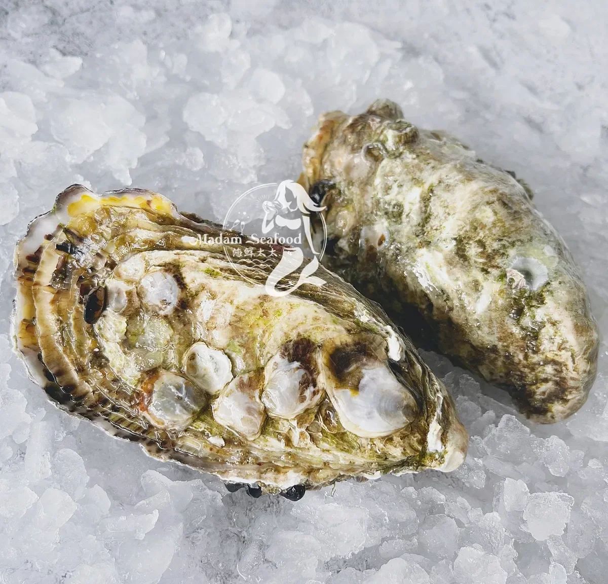 Oyster Closed