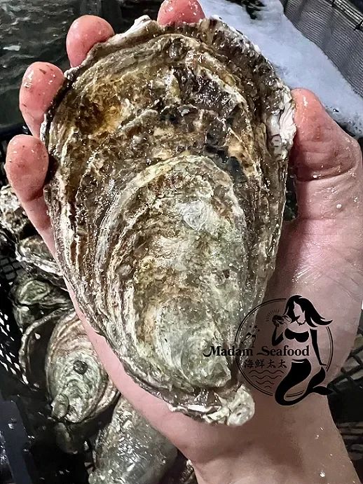 Oysters