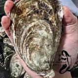 Oysters