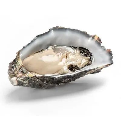 Oyster Opened