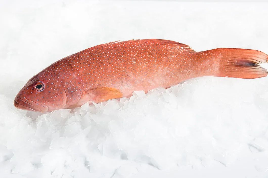Queensland Coral Trout