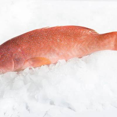 Queensland Coral Trout