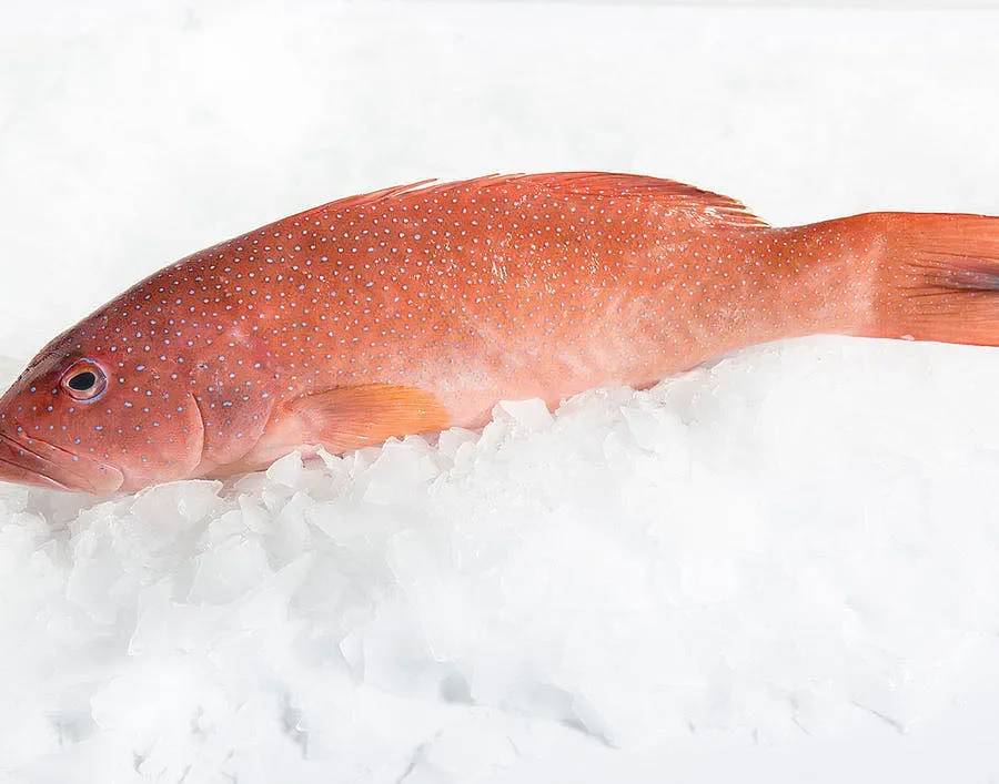 Queensland Coral Trout