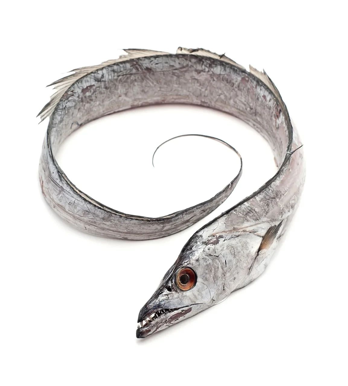 Ribbon Fish Whole