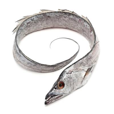 Ribbon Fish Whole