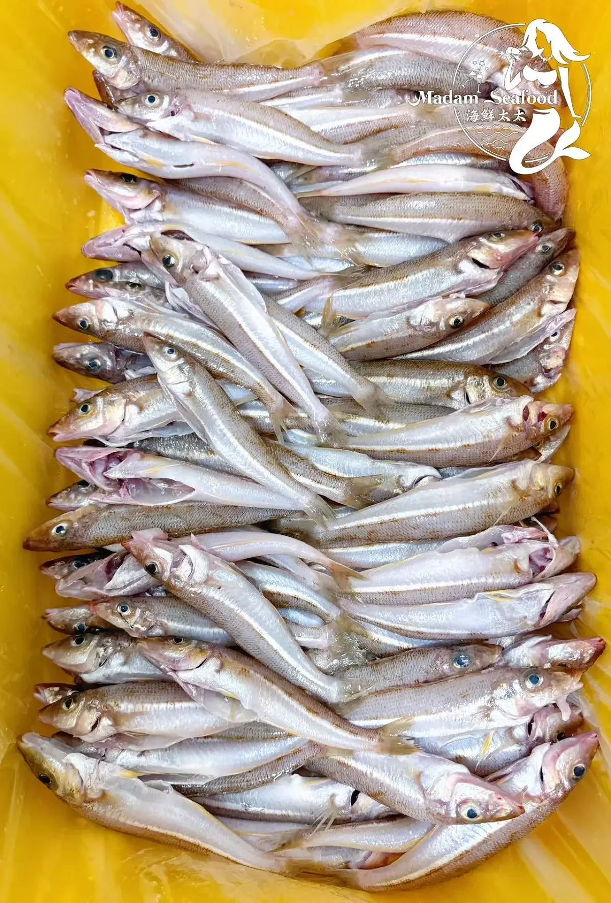 School Whiting