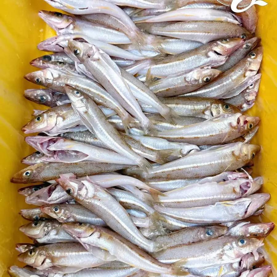 School Whiting