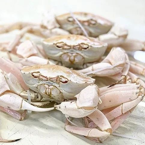 Snow Crab