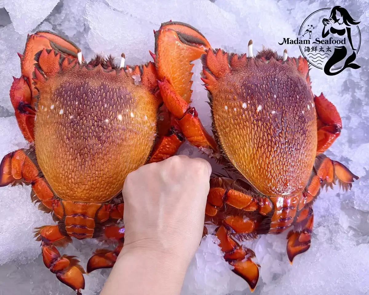 Spanner Crab L