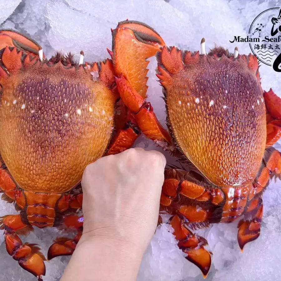 Spanner Crab L