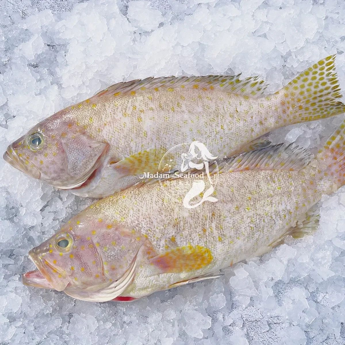 Spotted Cod