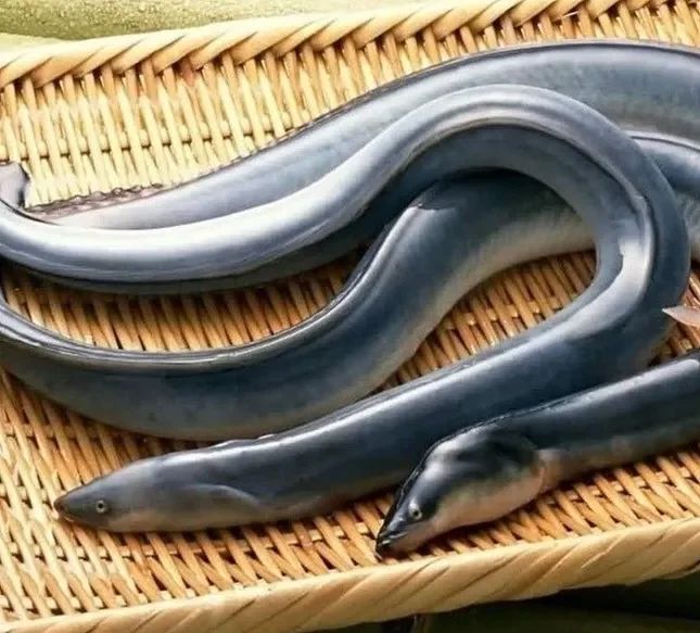 Tasmanian Live Eel