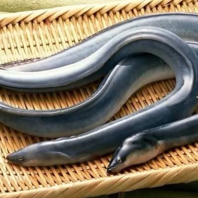 Tasmanian Live Eel