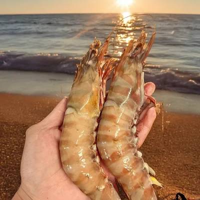 Tiger Prawn Jumbo