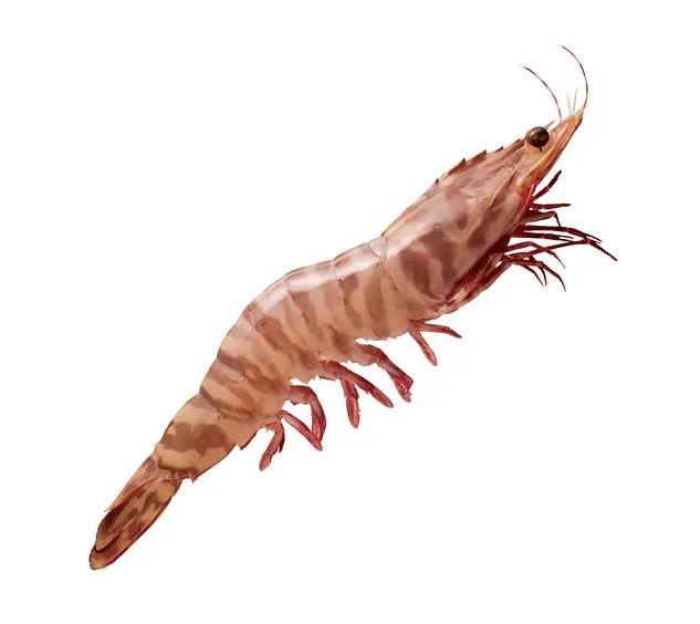 Tiger Prawn Large