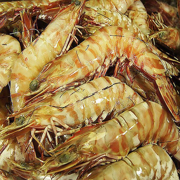 U10 QLD Tiger Prawn X-large