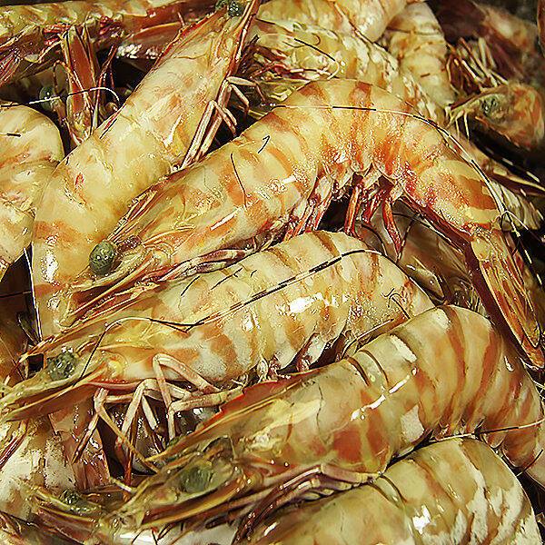 U10 QLD Tiger Prawn X-large