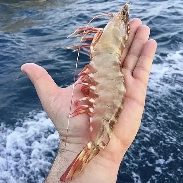 U8 Skull Island Tiger Prawn