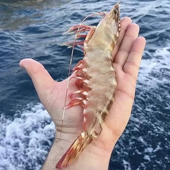 U8 Skull Island Tiger Prawn
