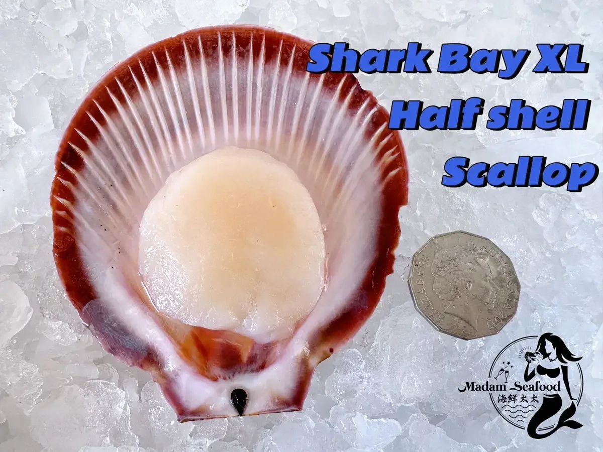 WA Shark Bay Half Shell Scallop