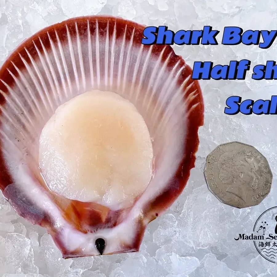 WA Shark Bay Half Shell Scallop