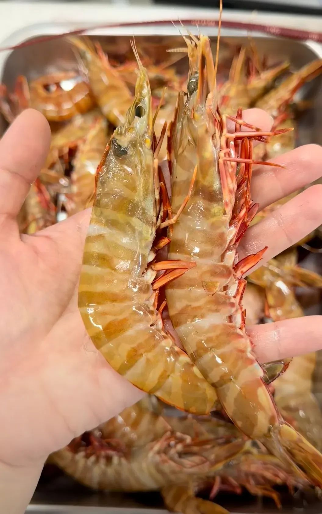 WA Tiger Prawn Large