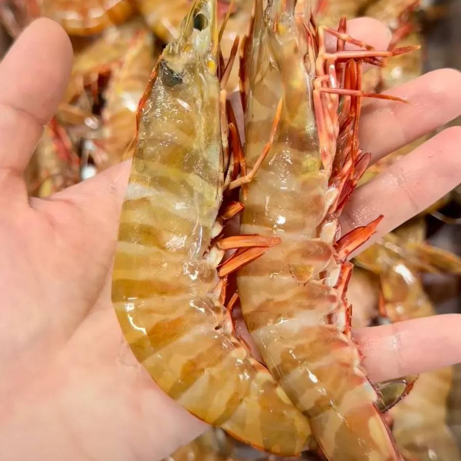 WA Tiger Prawn Large