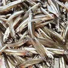 Whitebait