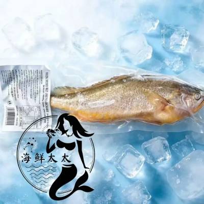 WILD LARGE YELLOW CROAKER